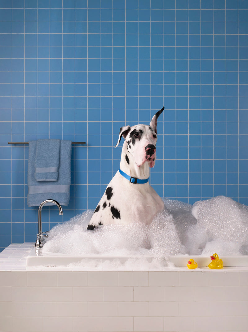 Happy dog being groomed with Furgenics